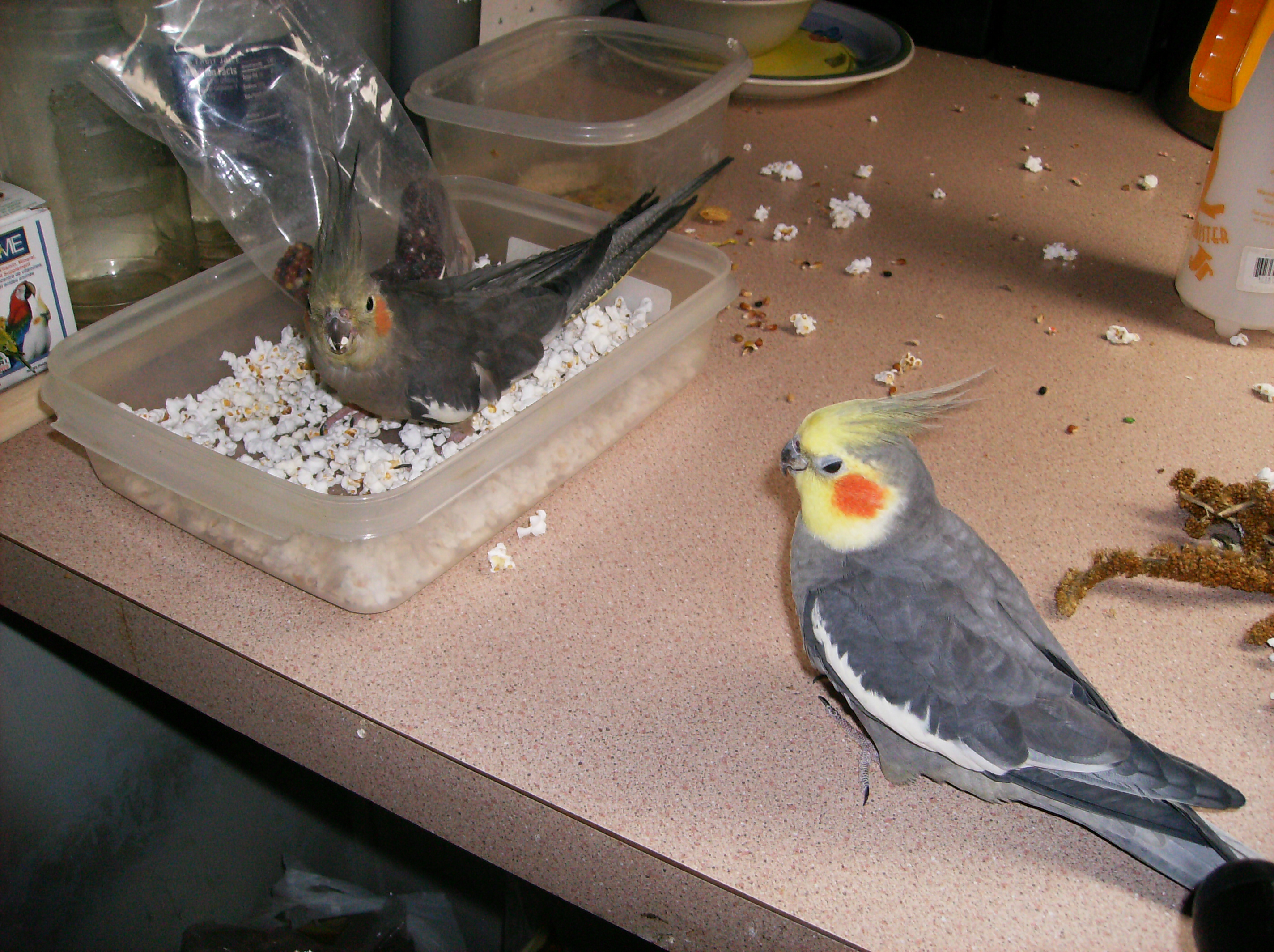 Sugar and Spike