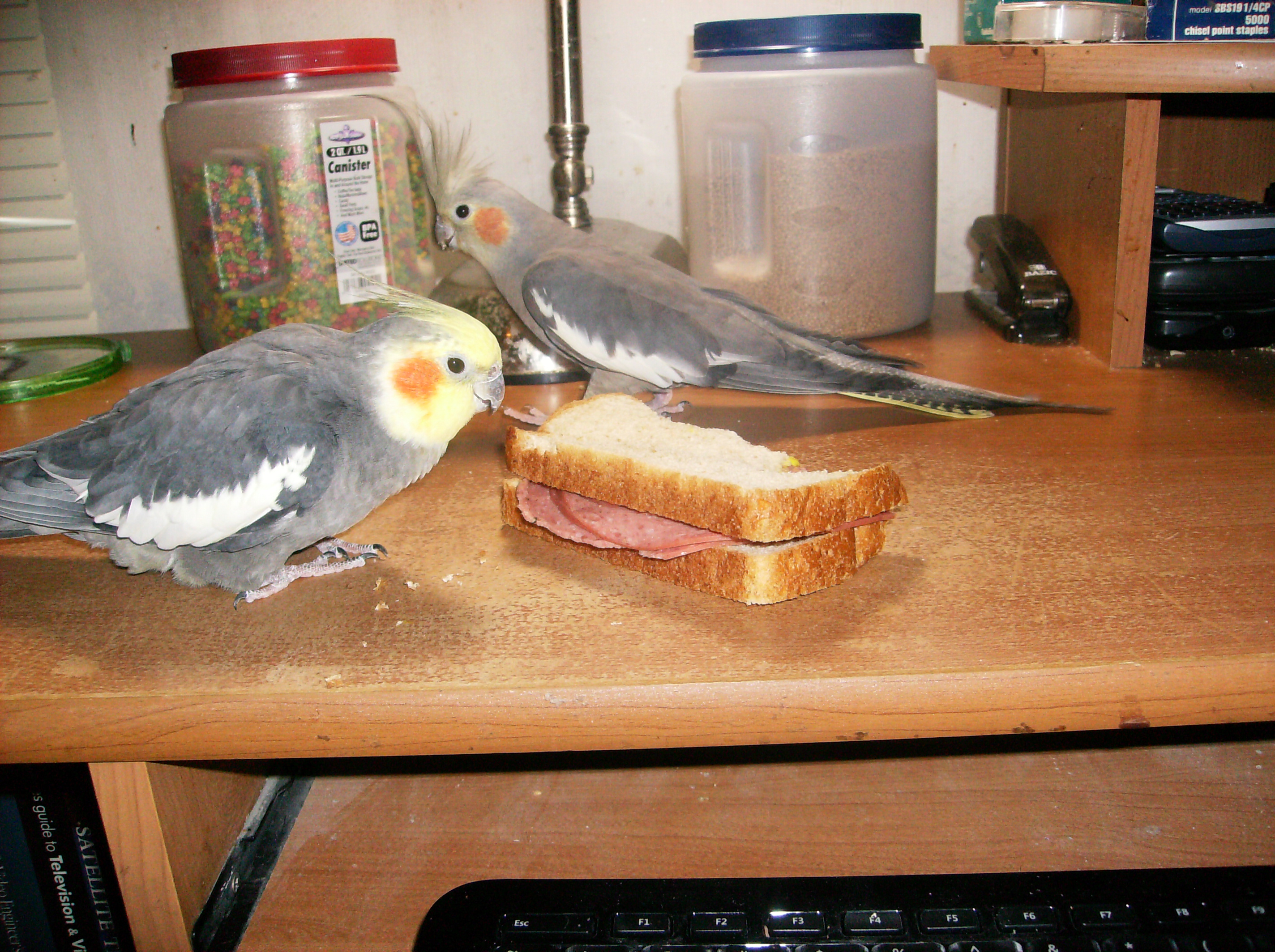 Cotto Salami One