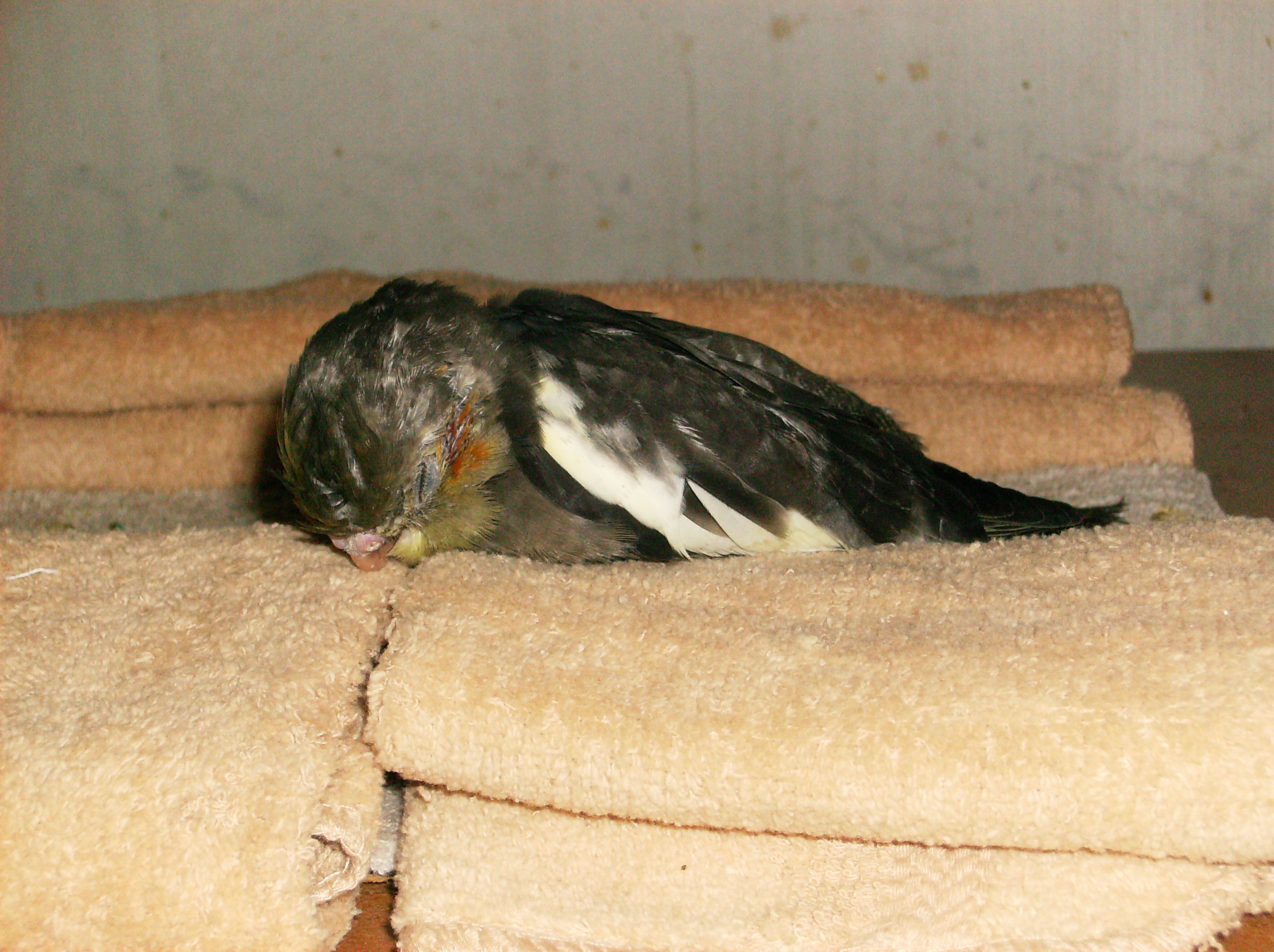 Baby Carly Sleeping