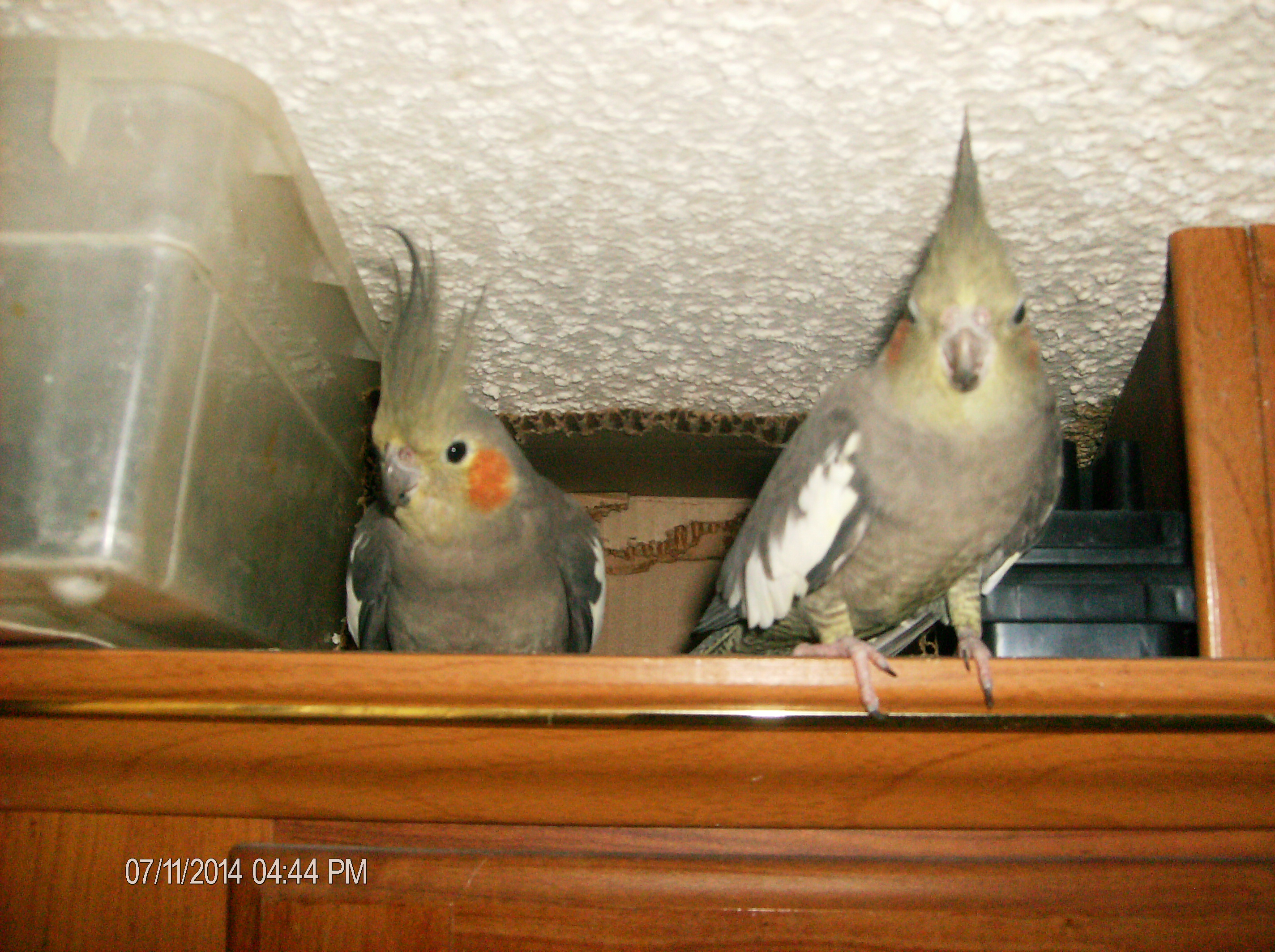 Carly and Sugar