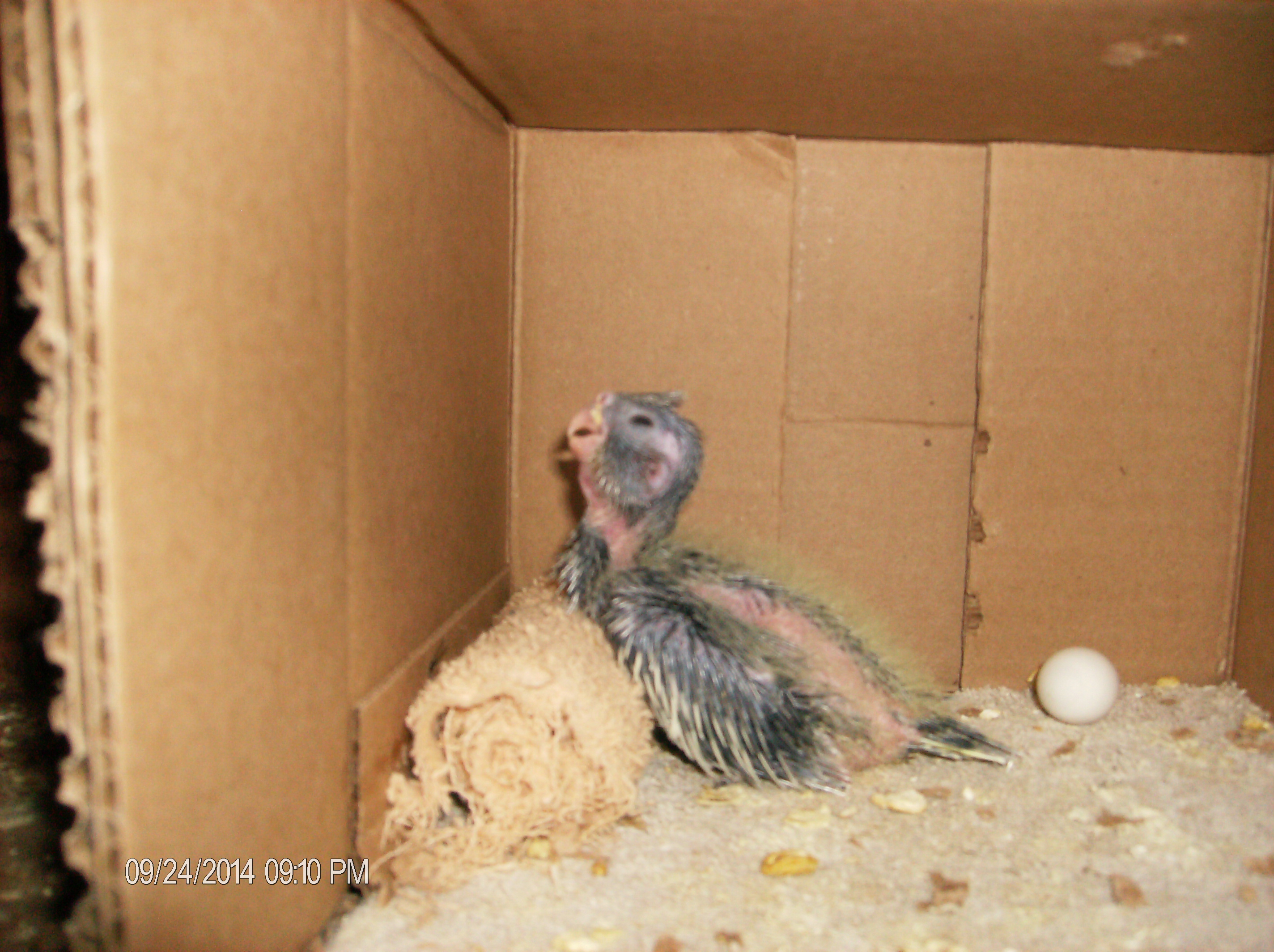 Baby at Two Weeks