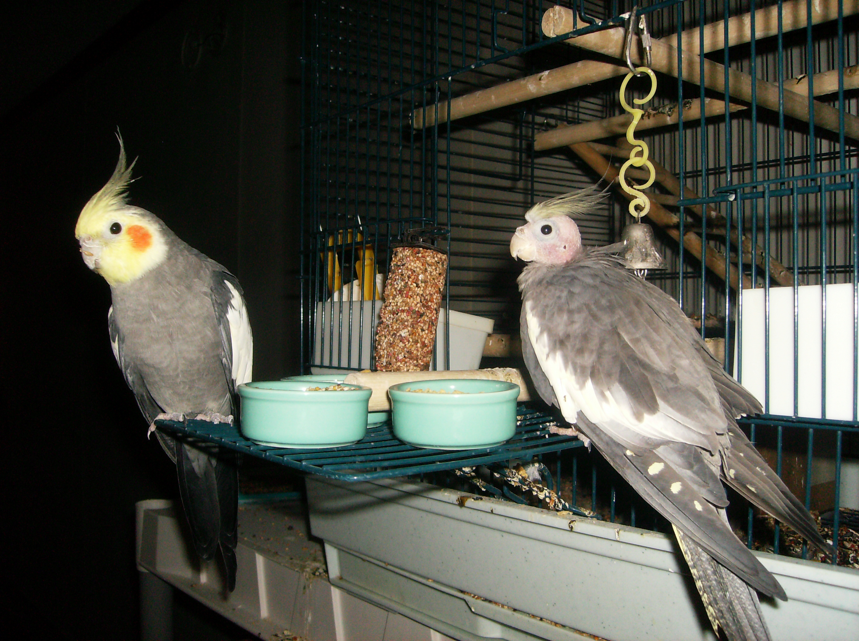Spear and Spice